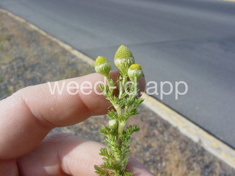 pineapple-weed